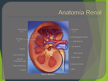 Kidney Ultrasound