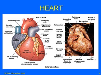 Anatomy and Physiology