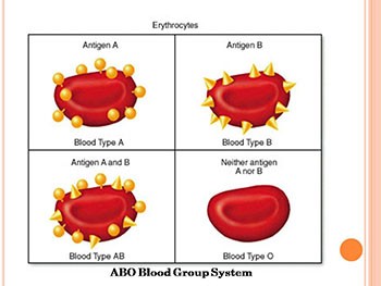 Unit 2 Forensic Serology 3 (Blood Typing)