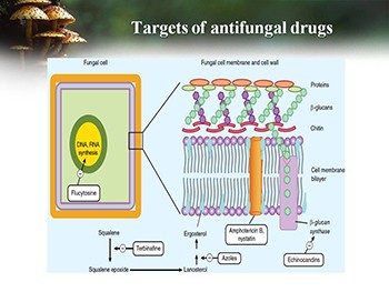 Chemotherapy of Fungal Infections - ANTIFUNGAL DRUGS