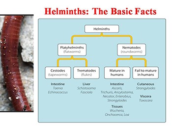 Chemotherapy of Helminthic Infections - Anti-helminthic Drugs