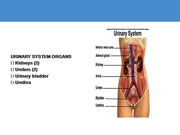 General Anatomy of the Urinary System