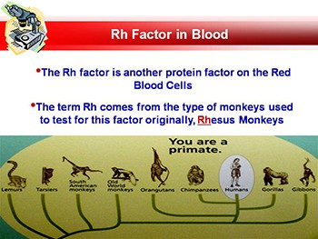 HUMAN BLOOD