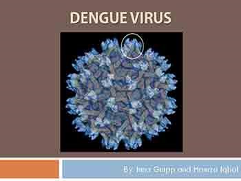 Dengue Virus