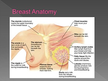 Mammography Basics