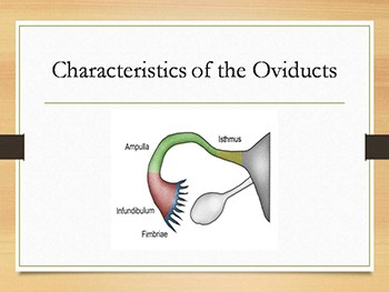 Reproductive System of Female