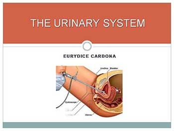 Urinary System