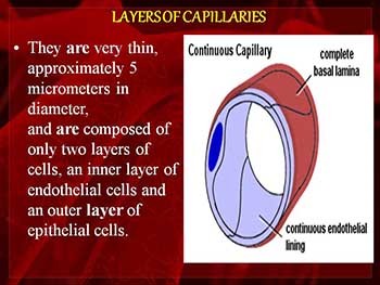 Types of Capillaries