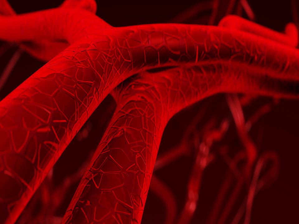Blood Vessels Powerpoint Template
