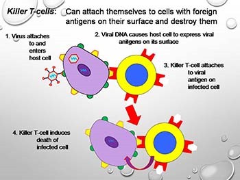 Specific Immune System - T - Lymphocytes