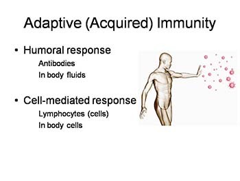 The Immune System and Allergy