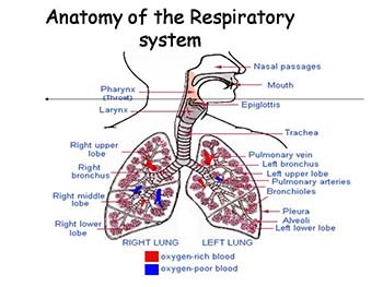 Respiratory system - Respiratory Diseases & Nursing Care