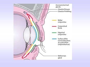 Conjunctiva