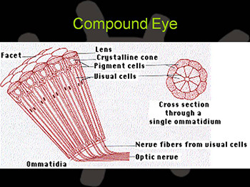 Ophthalmology and the Primary Care Physician
