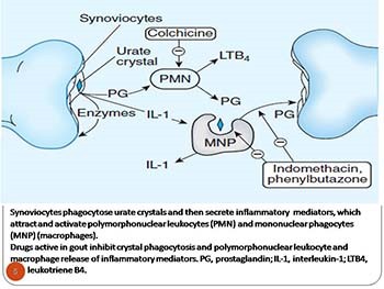 Pharmacotherapy of Gout