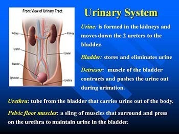 Bladder Health Promotion