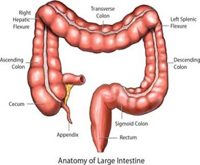 Download Free Medical Overview of Colorectal Cancer PowerPoint Presentation