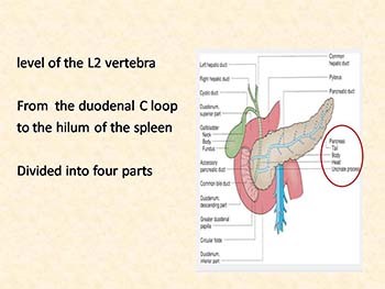 Pancreas: Anatomy Physiology Investigations Congenital anomalies