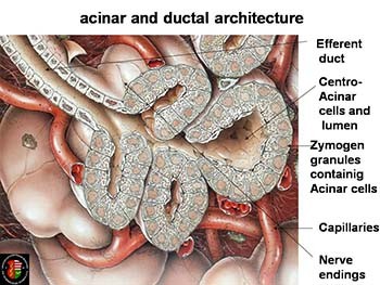 Disorders of the Pancreas