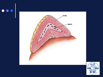 Adrenal Insufficiency