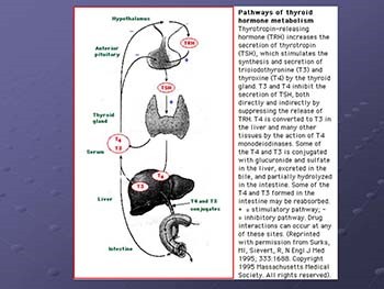 Thyroid Disease And Osteoporosis