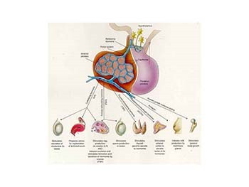 The General Adaptation Syndrome