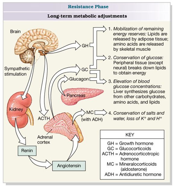 Download Free Medical The General Adaptation Syndrome PowerPoint Presentation Download Free Medical The General Adaptation Syndrome PowerPoint Presentation