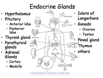 Endocrine Glands