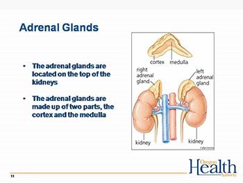 Treatment of Students with Adrenal Crisis