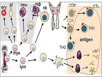 Immunodeficiency