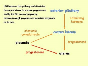 Genomic Conflicts Health and Disease