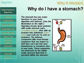 Organ Systems - Digestion