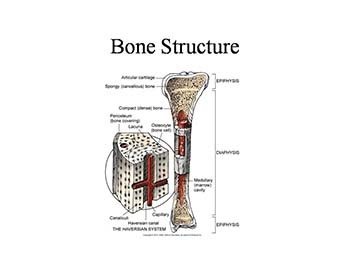 Assessment of the Musculoskeletal System