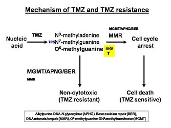 Temozolomide resistance in glioblastoma multiforme (GBM)