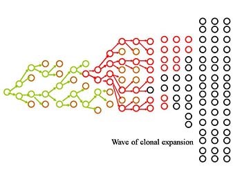 Evolutionary biology of cancer