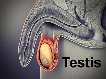 Testis