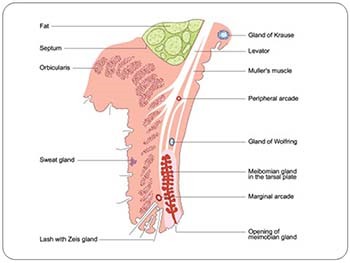 Disorders of Lid