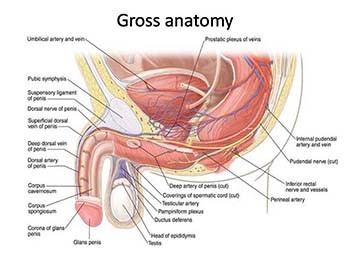 Penile Malignancy