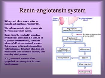 Antihypertensive Drugs