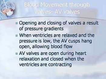 Blood Flow Through the Heart