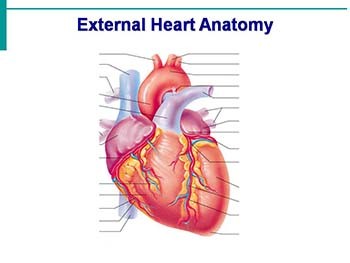 The Cardiovascular System