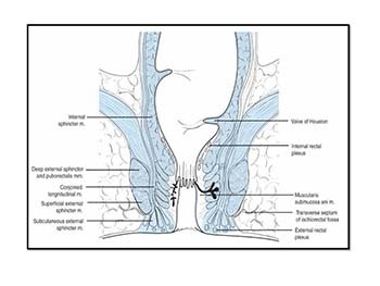 Rectum - Anatomy and Physiology