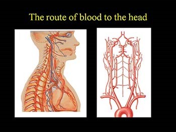 How does blood flow inform us about brain function