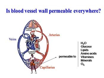 Blood Vessels