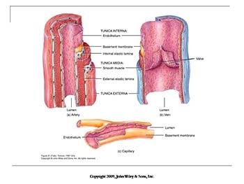 The Cardiovascular System: Blood Vessels and Hemodynamics