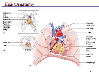 The Cardiovascular System: The Heart