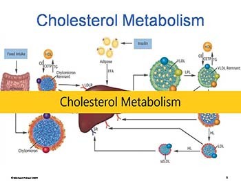 Cholesterol Metabolism