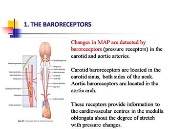 Regulation of Blood Pressure