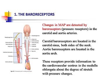 Regulation of Blood Pressure