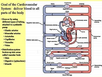 Cardiovascular System and Blood Pressure